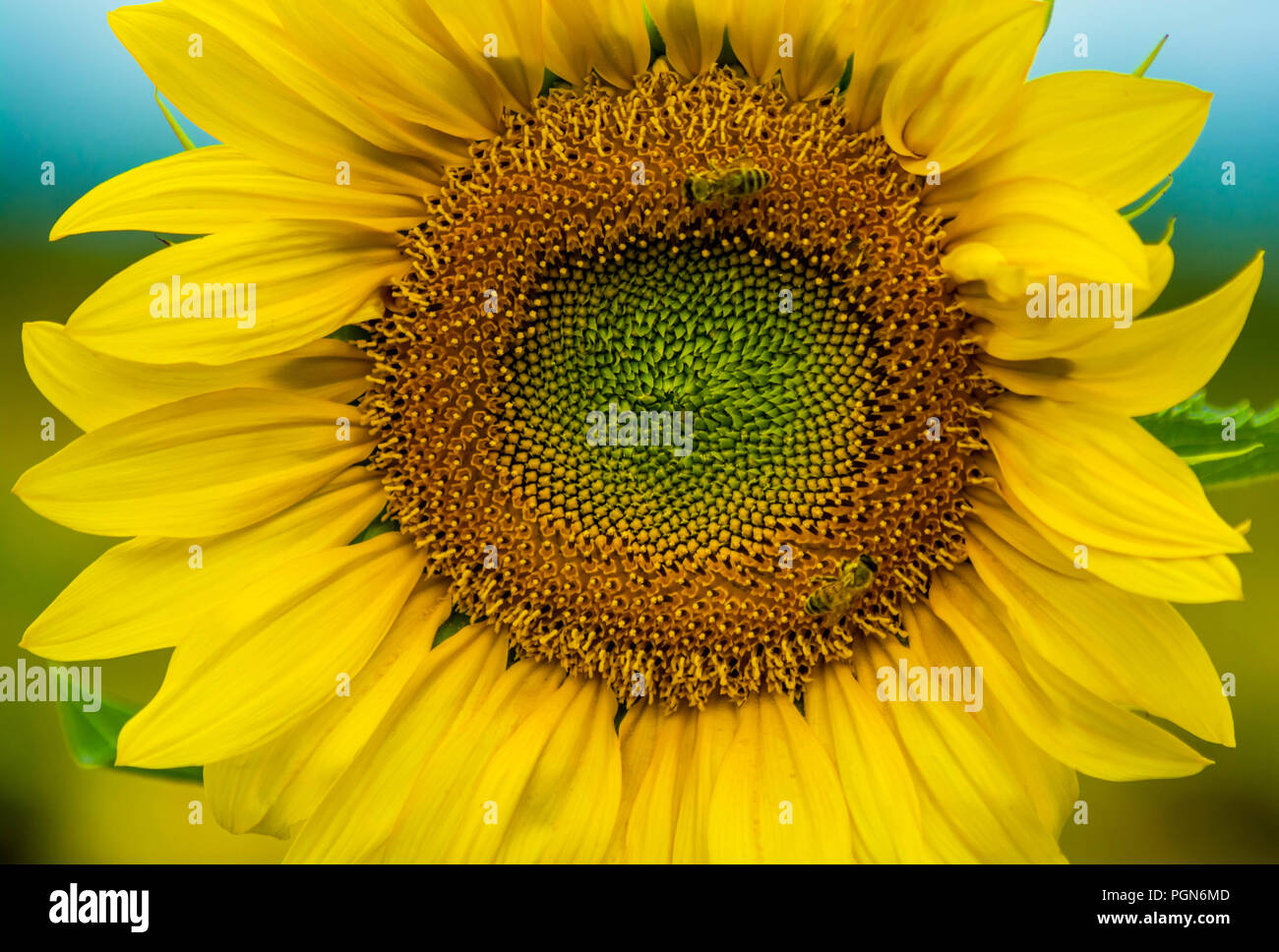 Honig Biene Familie Bestäubung Sonnenblume. Die Biene sitzt auf einer Blume im Sommer Tag. Nahaufnahme von Foto über die Biene Familie Fütterung auf eine gelbe Blume Stockfoto