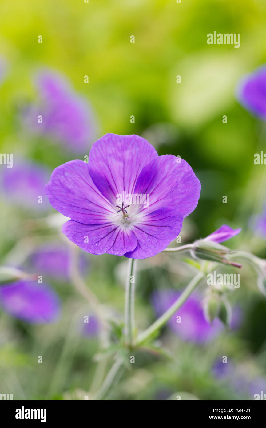 Geranium 'Orion' Blumen. Stockfoto