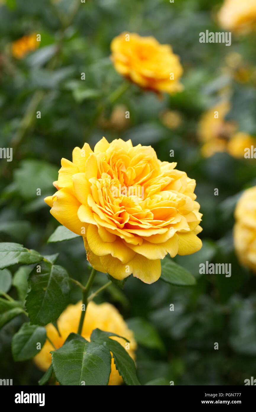 Rosa Leah Tutu' Hornavel 'Blumen. Stockfoto