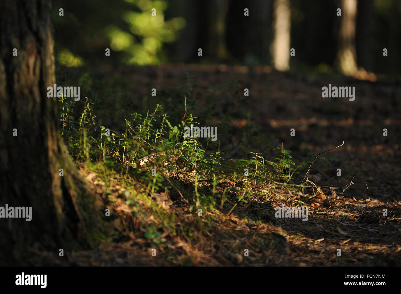 Pine Tree Trunk kauerte mit Flechten, Moos und Cranberry Sträuchern. Stockfoto