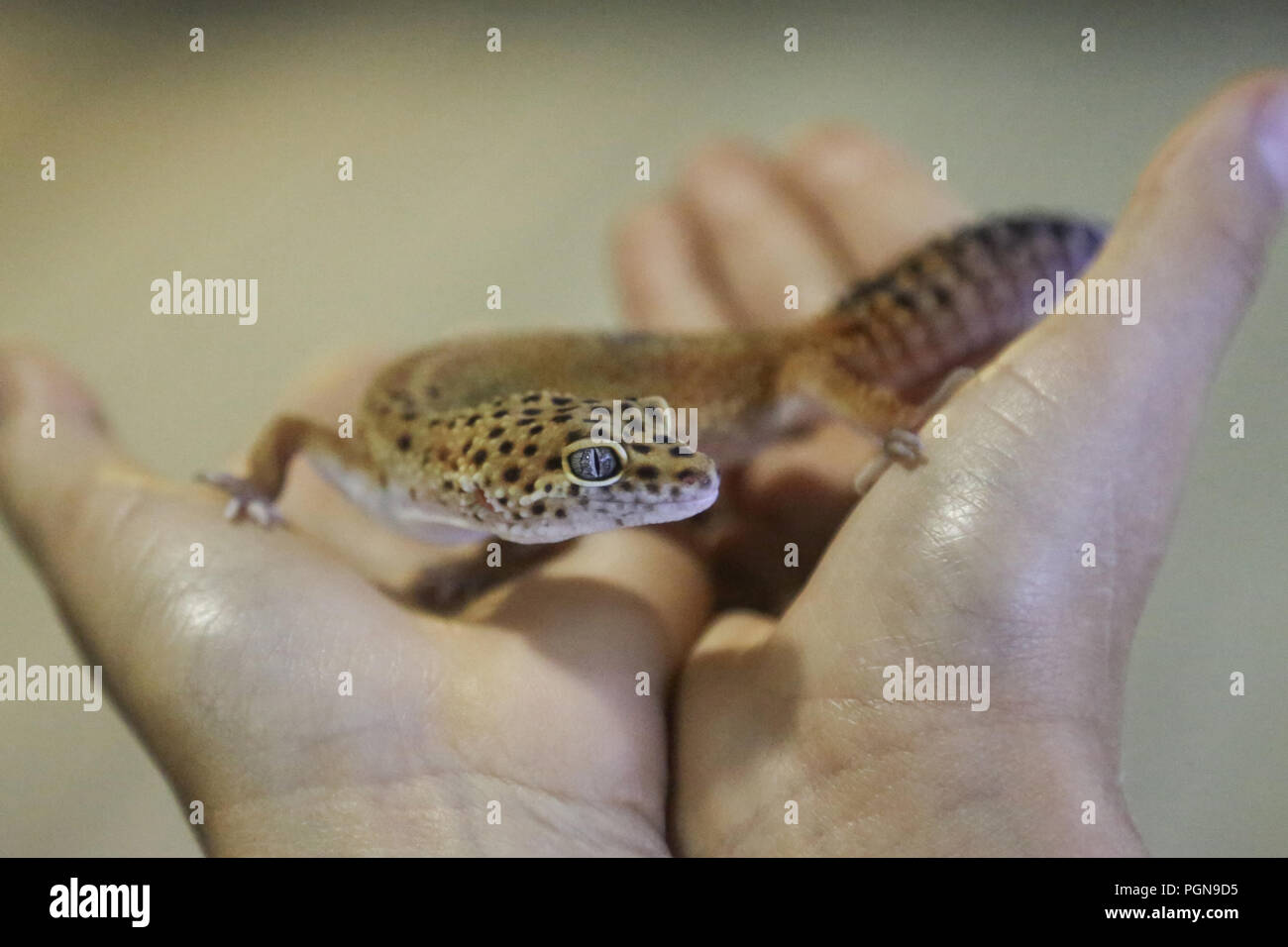 Leopard gecko sitzt auf einer menschlichen Hand Stockfoto
