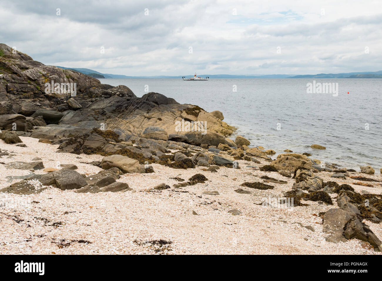 Shell Beach, Tarbert, Loch Fyne, Schottland - Aus gebrochenen Jakobsmuscheln und Venusmuscheln Stockfoto
