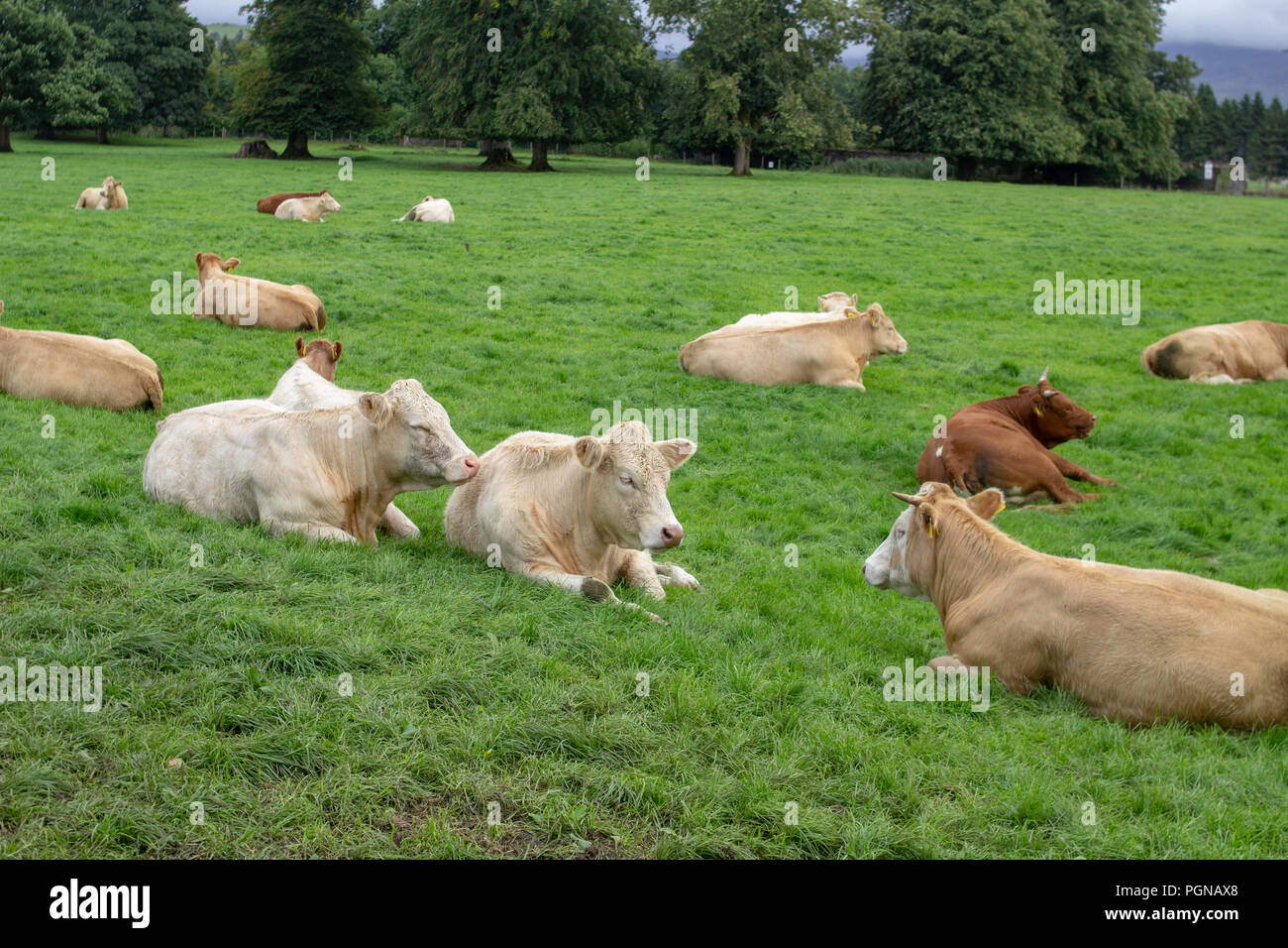 Eine Gruppe von Kühen auf der Suche sehr entspannt liegen in einem üppigen Bereich der grünen Gras mit Bäumen im Hintergrund. Stockfoto