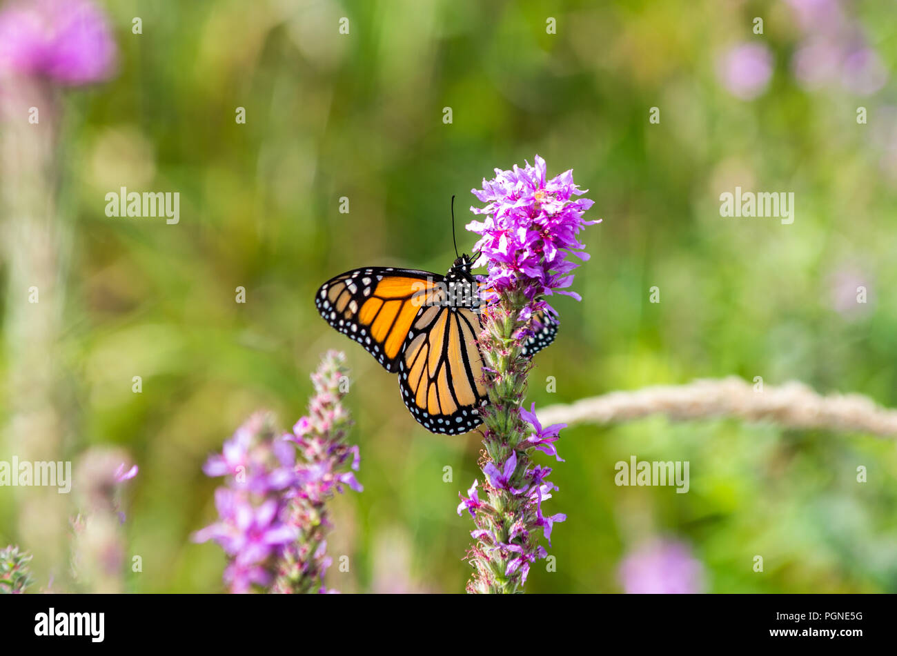 Monarch butterfly auf Blutweiderich Wildblumen Stockfoto