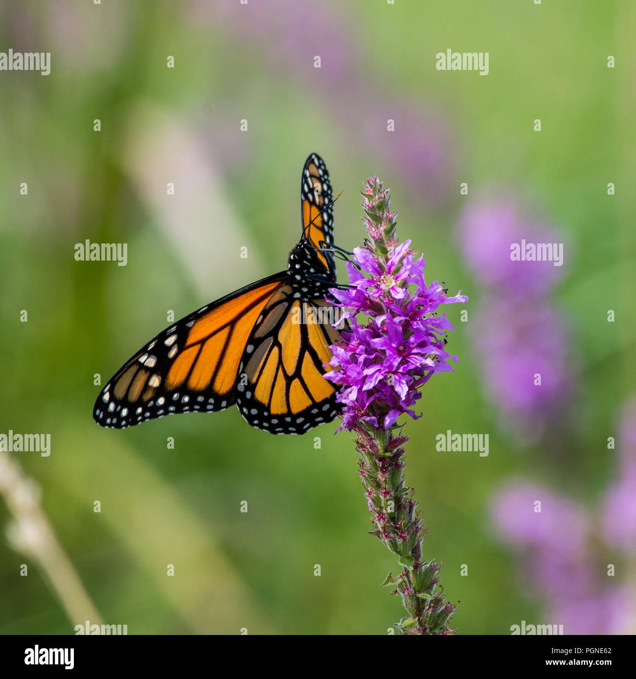 Monarch butterfly auf Blutweiderich Wildblumen Stockfoto