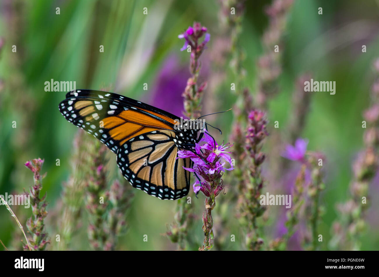 Monarch butterfly auf Blutweiderich Wildblumen Stockfoto