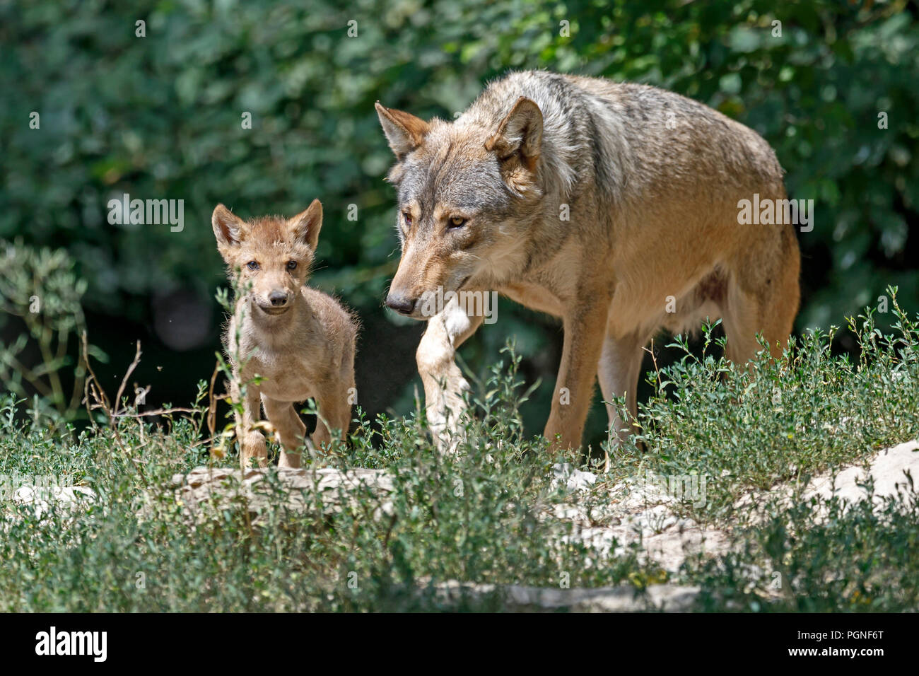 Algonquin Wolf (Canis lupus lycaon), Mutter mit Welpen, Captive, Deutschland Stockfoto