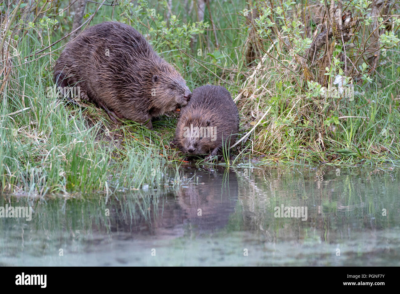 Zwei Biber (Castor Fiber), am Ufer, Almtal, Oberösterreich, Österreich Stockfoto