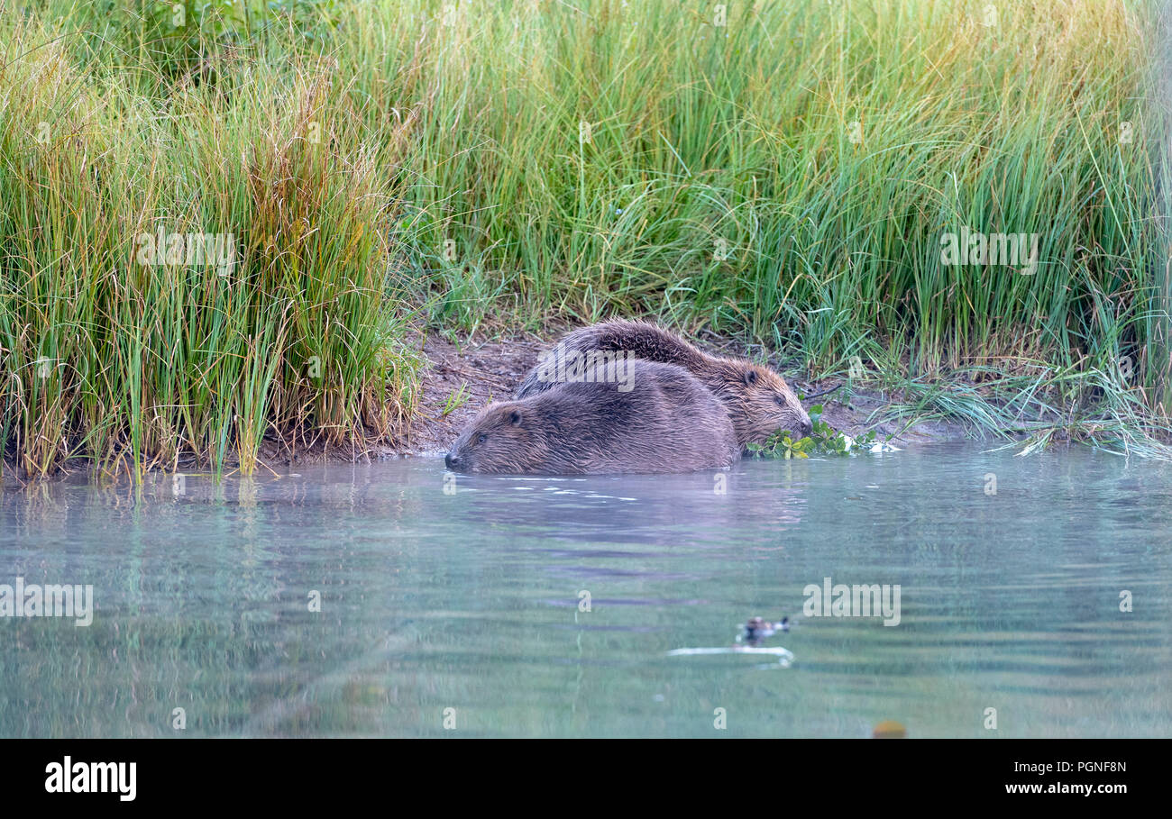 Zwei Biber (Castor Fiber), am Ufer, Almtal, Oberösterreich, Österreich Stockfoto