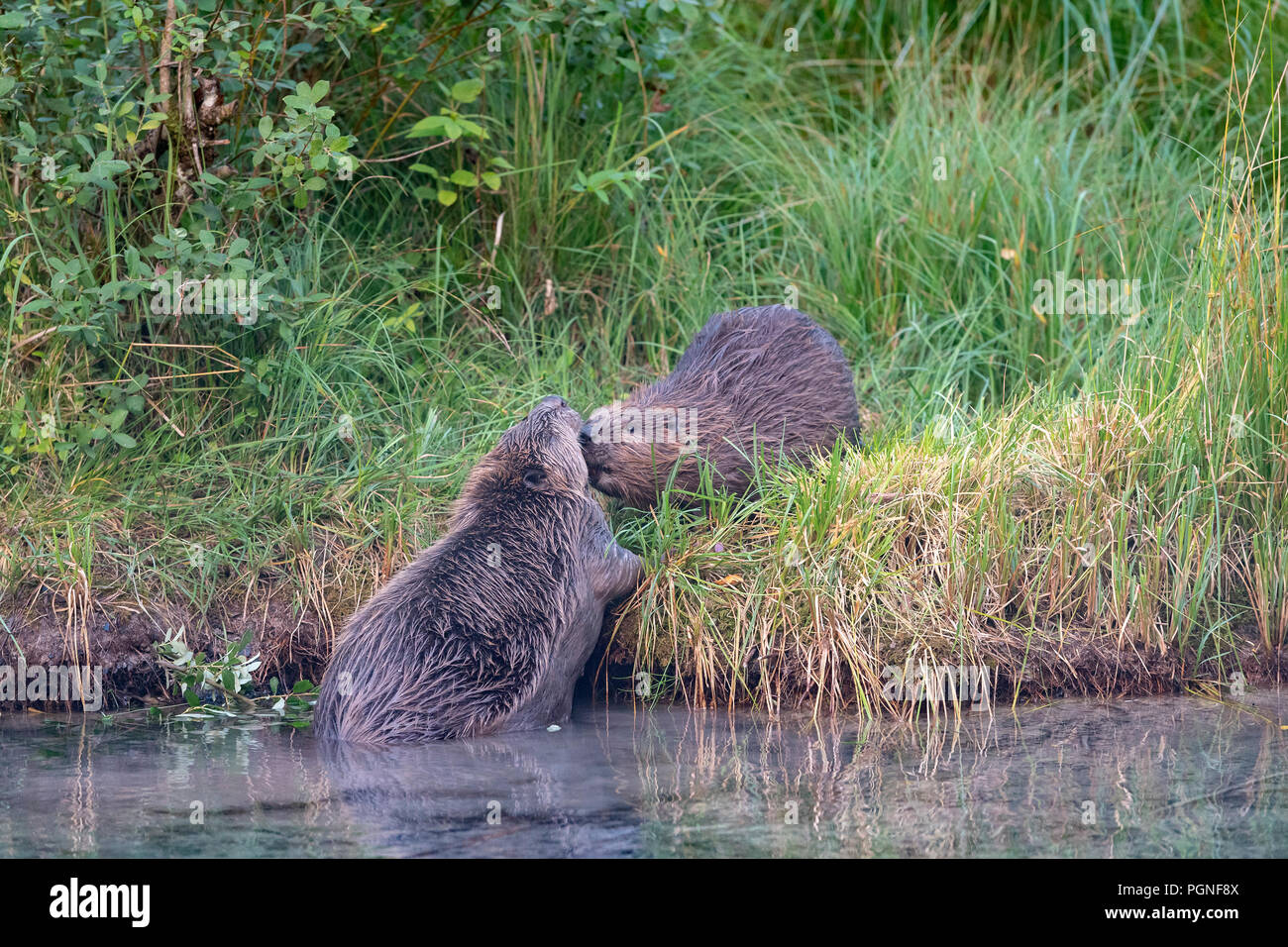 Zwei Biber (Castor Fiber), am Ufer, Almtal, Oberösterreich, Österreich Stockfoto