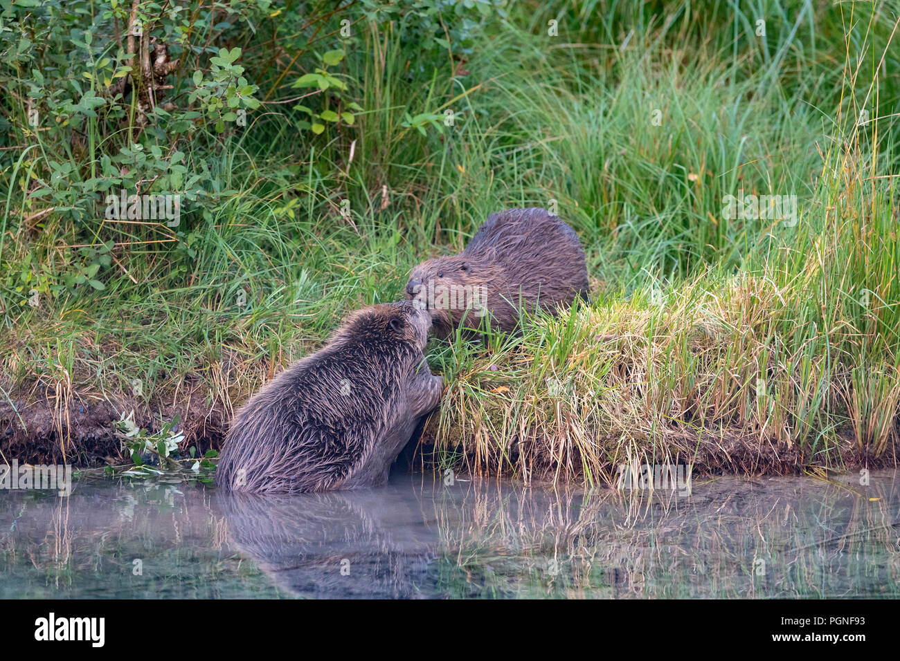 Zwei Biber (Castor Fiber), am Ufer, Almtal, Oberösterreich, Österreich Stockfoto