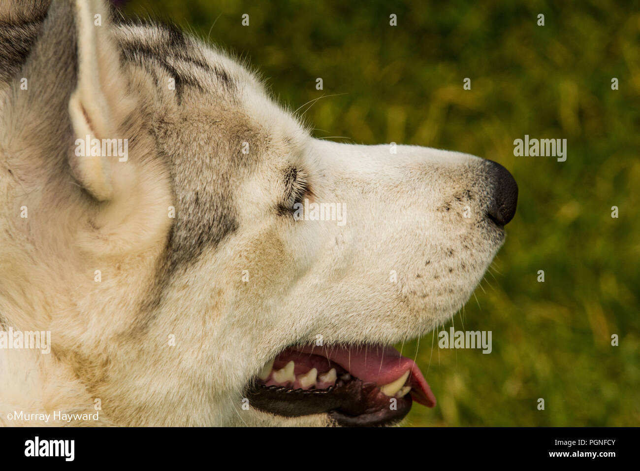 Purebreed americian Akita Hund, Nahaufnahme der Seite Profil. Stockfoto