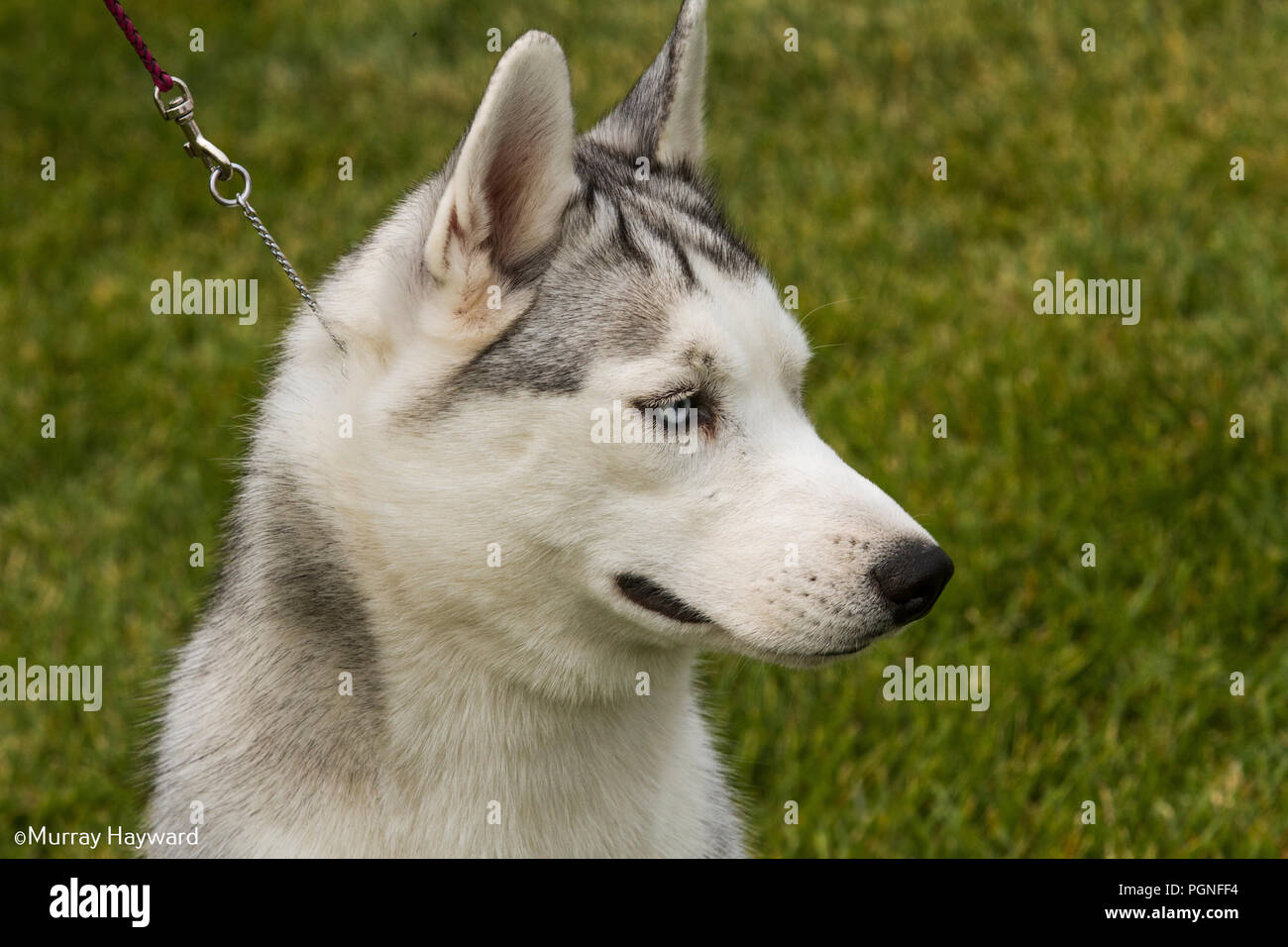 Purebreed americian Akita Hund, Nahaufnahme der Kopf geschossen, direkt auf der Suche. Schöner Hund, eatas perked und Smokey blaue Augen. Stockfoto