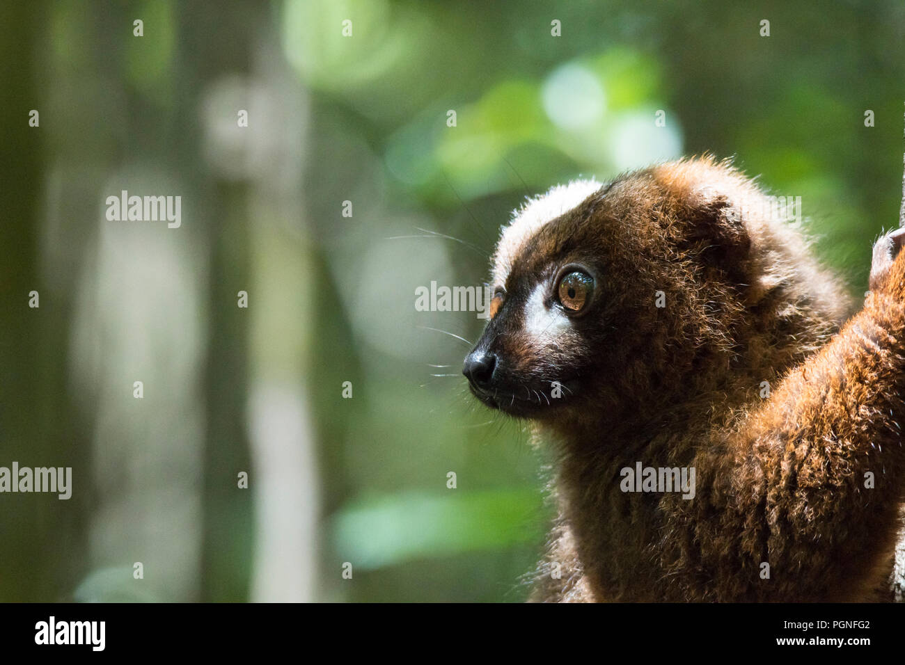 Red-bellied Lemur (Eulemur rubriventer), männlich, Tier Portrait, Regenwald, Ost Madagaskar Stockfoto