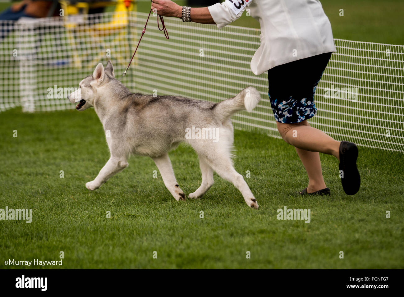 American Akita purebreed Hund im Ring der Dog Show gezeigt werden. M Bewegung geschossen als Handler dog vor Richter im Wettbewerb führt. Stockfoto