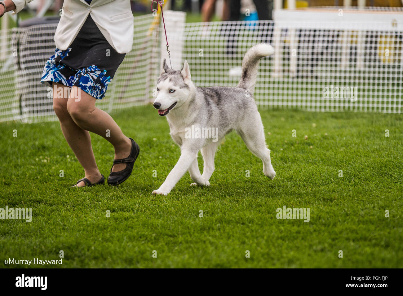 American Akita purebreed Hund im Ring der Dog Show gezeigt werden, als Handler dog vor Richter im Wettbewerb führt. Stockfoto