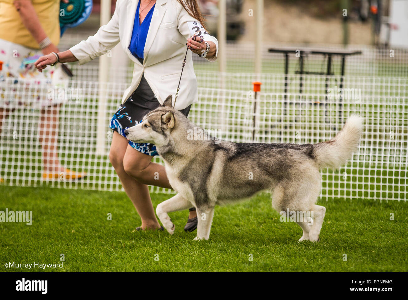 American Akita purebreed Hund im Ring der Dog Show gezeigt werden, als Handler dog vor Richter im Wettbewerb führt. Stockfoto