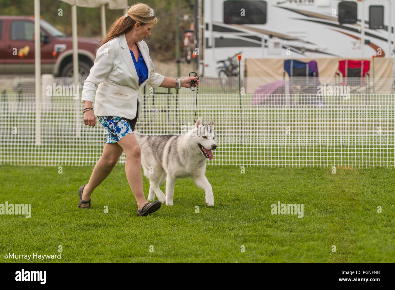 American Akita purebreed Hund im Ring der Dog Show gezeigt werden, als Handler dog vor Richter im Wettbewerb führt. Stockfoto