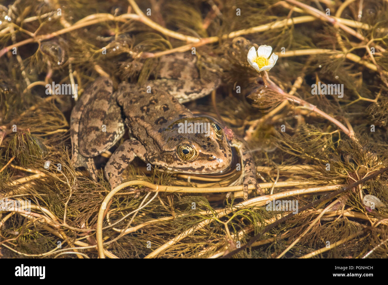 Spotted Frog Warten auf das Mittagessen Stockfoto