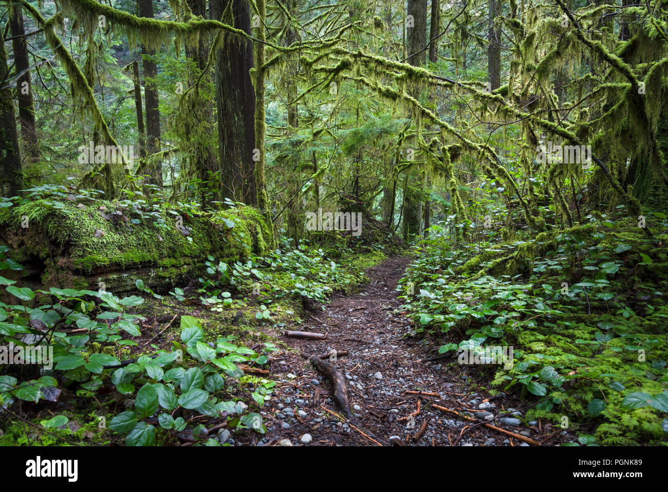 Ein natürlicher Weg schlängelt sich durch die grünen, üppigen Regenwald von Vancouver, BC, Kanada Stockfoto