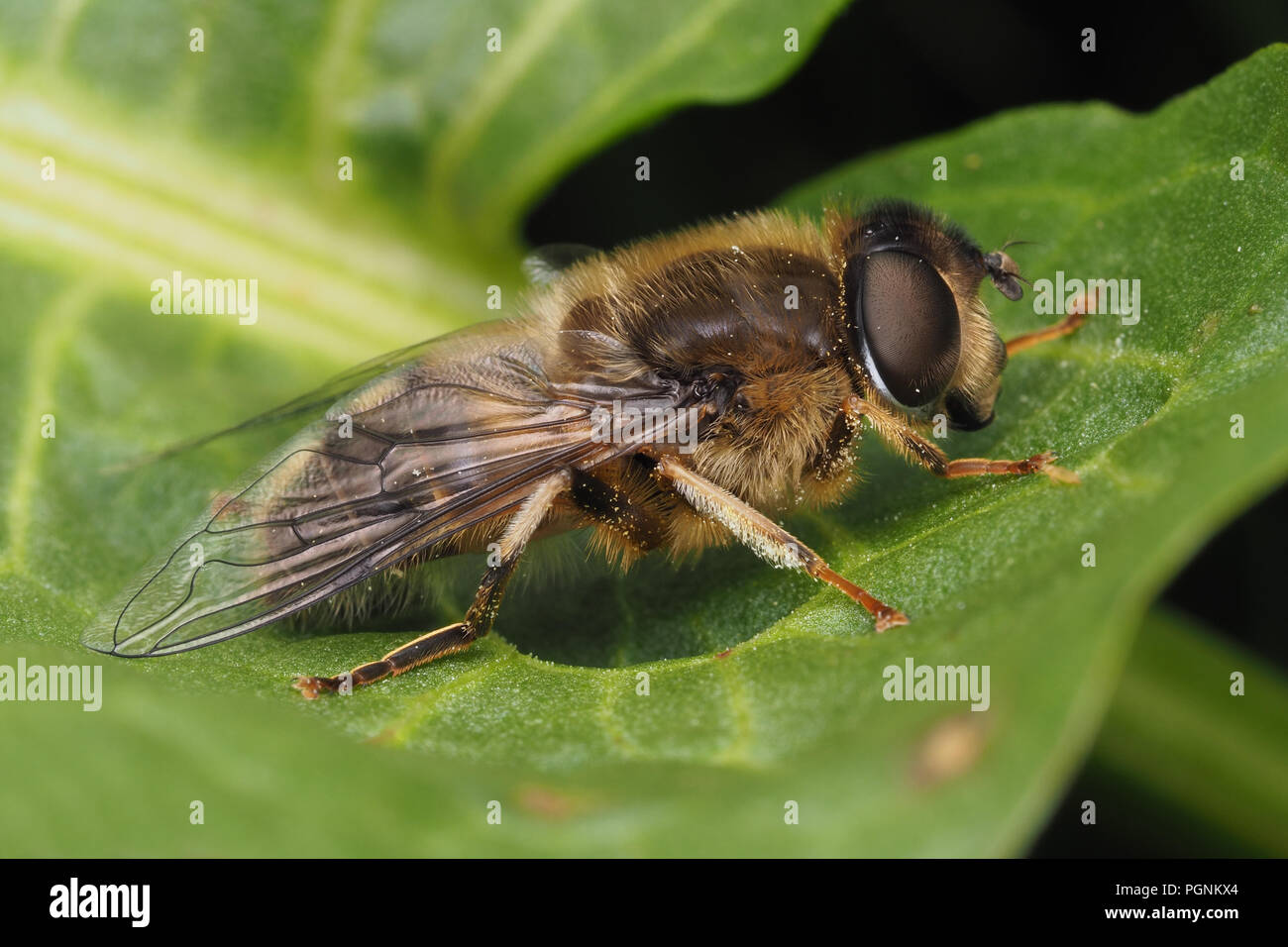 Eristalis pertinax Hoverfly auf Pflanze Blatt. Tipperary, Irland Stockfoto