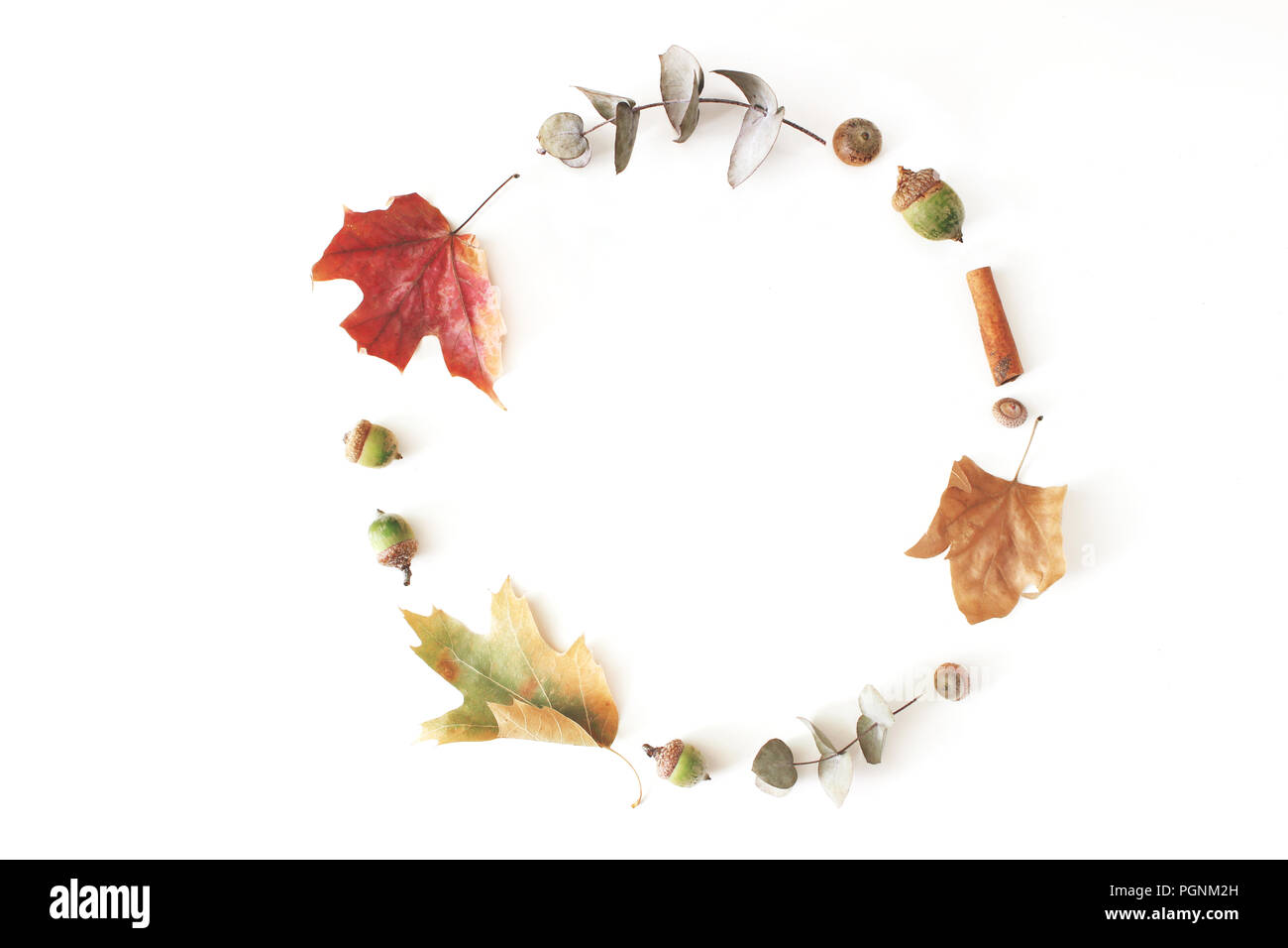 Herbst Ahorn, Eukalyptus und Eichenlaub auf weißem Hintergrund gelegt. Herbst Kreis Komposition. Flach, Ansicht von oben. Stockfoto
