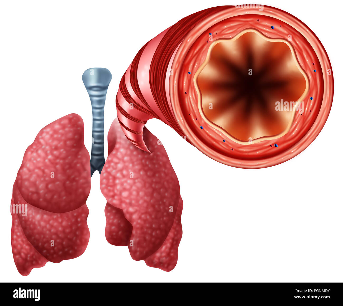 Gesunde bronchialen Schlauch mit menschlichen Lungen Nahaufnahme Anatomie als Symbol für open air an den Atemwegen mit 3D-Illustration Elemente. Stockfoto
