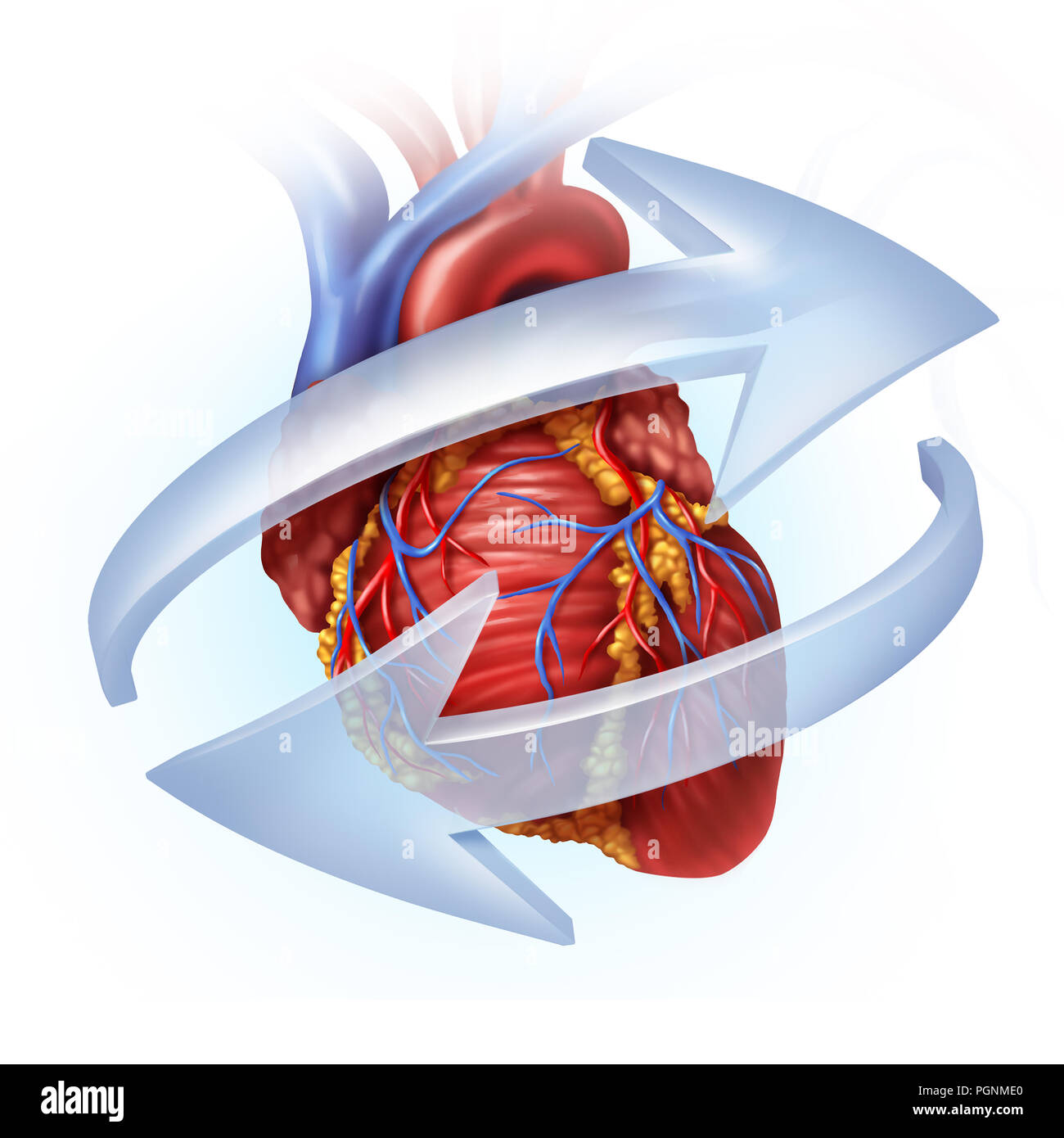 Menschliche Herz Funktion und Herz-kreislauf-verkehr Konzept wie Blut, Kreislauf und Herz Symbol und Kardiologie Symbol mit 3D-Illustration Elemente Stockfoto
