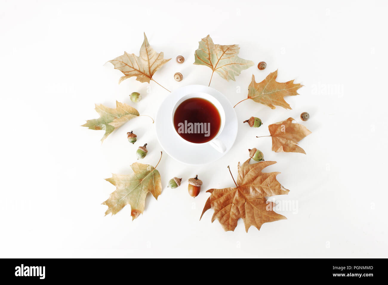 Herbst Ahorn und Eiche Blätter Komposition mit Tasse Tee und Eicheln auf weißem Hintergrund. Styled Foto. Flach, Ansicht von oben. Herbst Design. Stockfoto