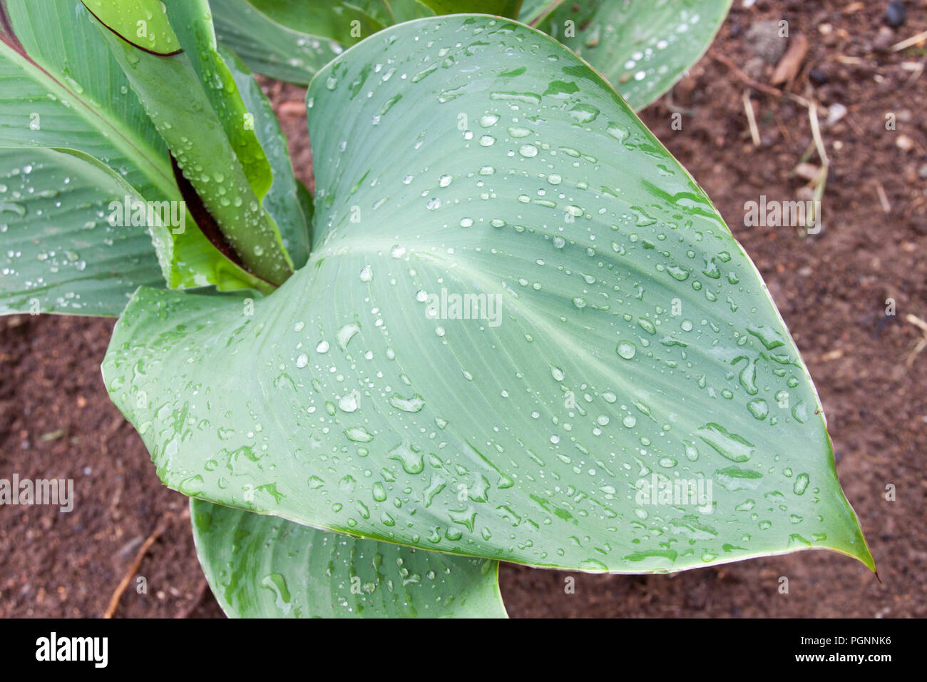 Großes blatt Blume auf braunem Hintergrund auf Garten Stockfotografie