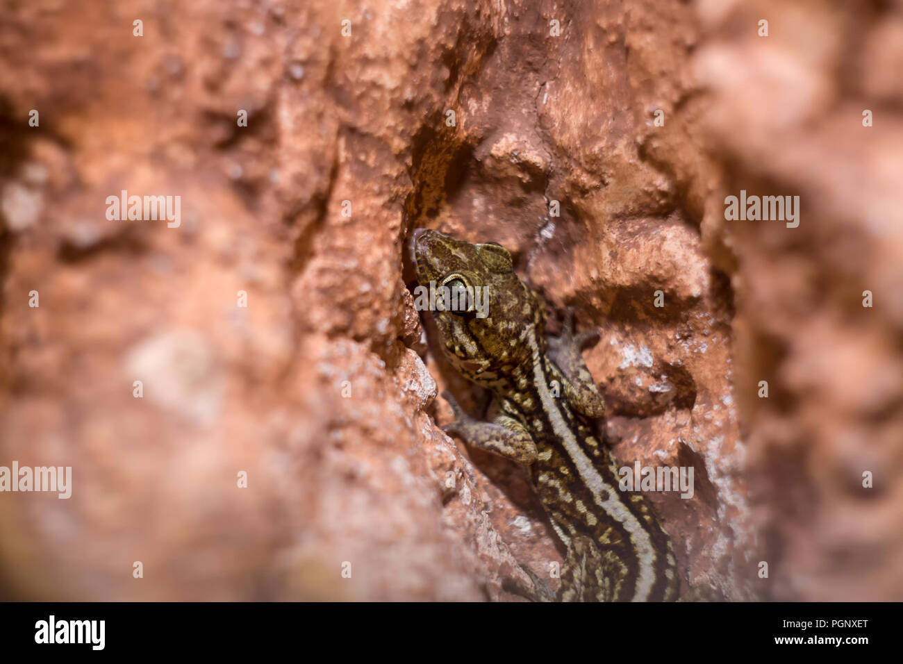 Ocelot gecko close-up, flacher Freiheitsgrad. Manchmal ist es als Madagaskar Boden, pictus, madagassische Fat-tailed Gecko, oder Panther gecko bekannt. Stockfoto