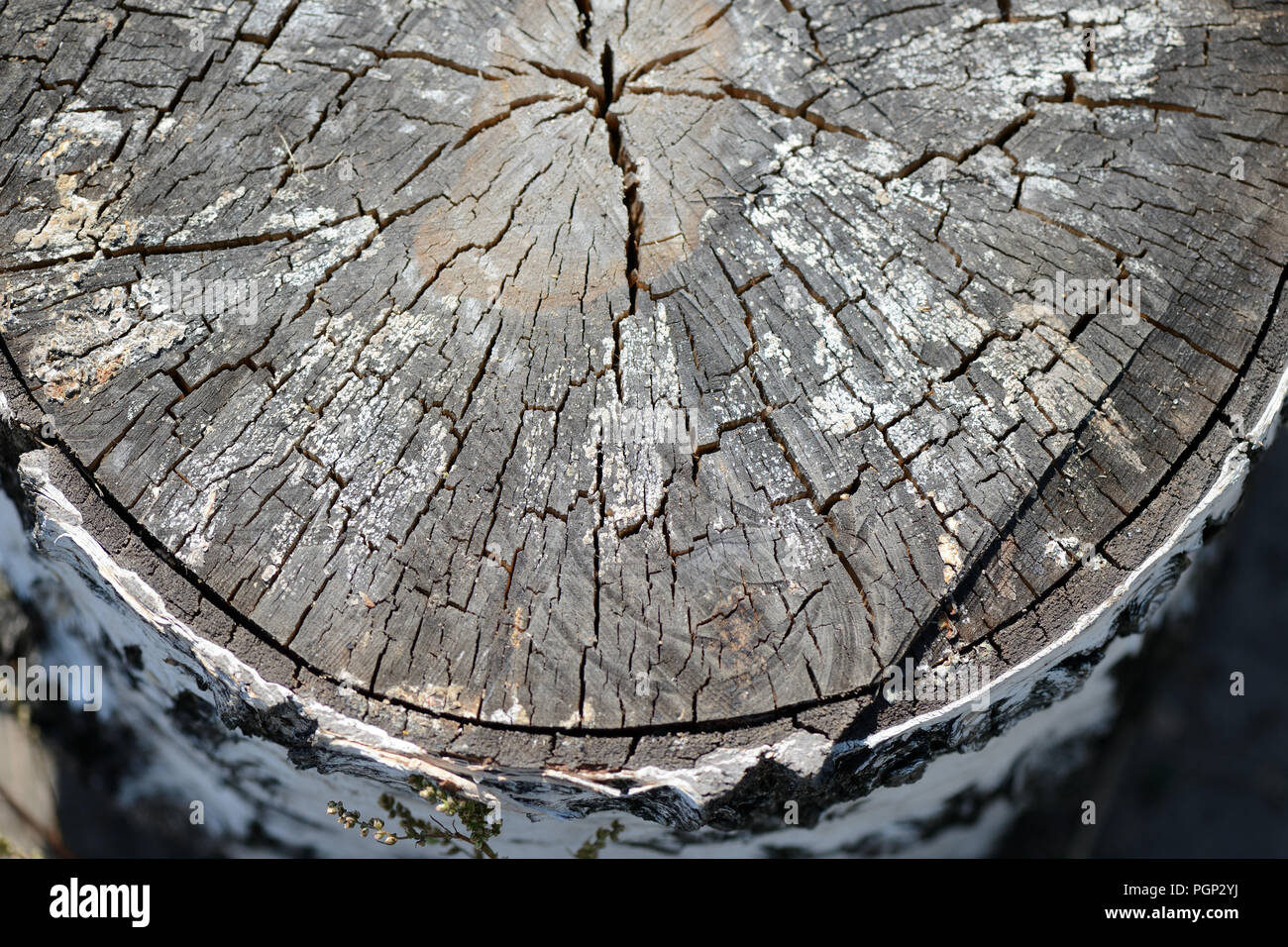 Abschnitt einer alten Birke Anmelden als Textur und Hintergrund Stockfoto