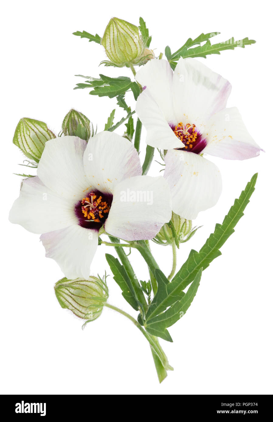 Sanfte Garden Flower mit transparenten weißen Blüten und stachelige Knospen. Auf weissem Makro studio shot Isoliert Stockfoto