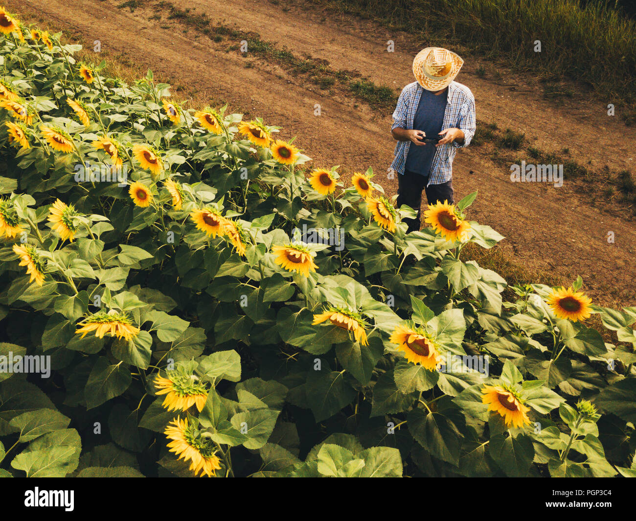Landwirt Agronom mit Drohne zu prüfen, blühenden Sonnenblumen Pflanzen in Feld von oben, den Einsatz moderner Technologien in der Landwirtschaft und Lebensmittelproduktion i Stockfoto