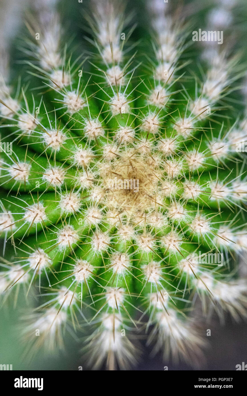 Cactus detail, Kaktus, close-up Stockfoto