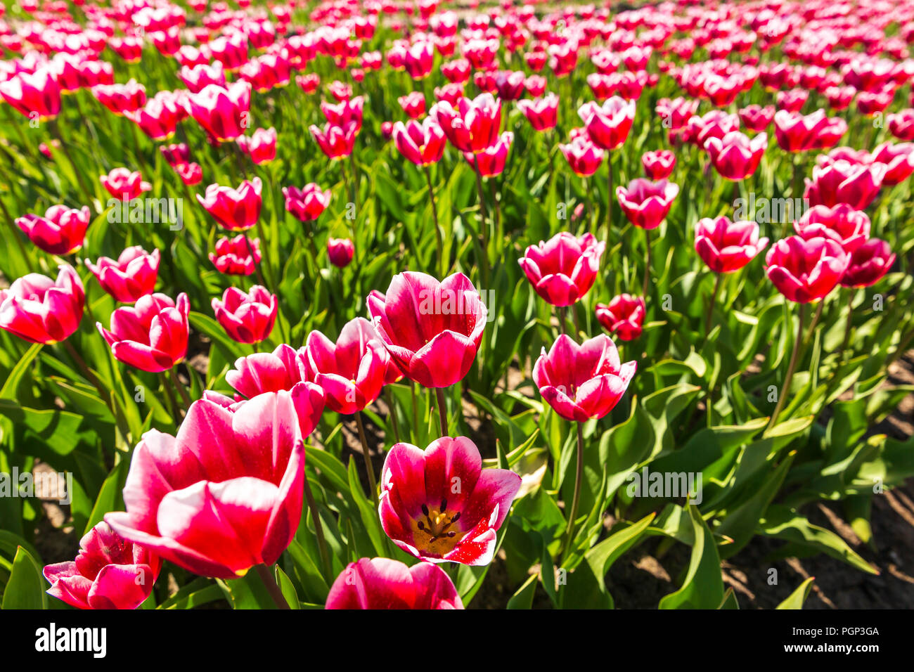 Nahaufnahme von roten und weißen geflammt Tulpen in einer holländischen Tulpen Feld Beet unter einem blauen Himmel während der Saison Frühjahr in Drenthe, Niederlande Stockfoto
