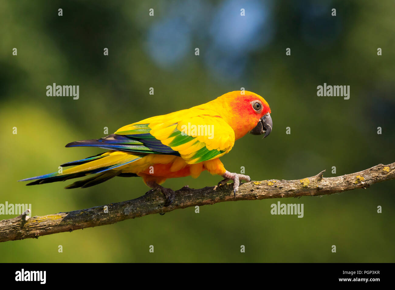 Nahaufnahme von Sun Sittich oder Sun sittiche Aratinga solstitialis, Vogel. Es ist eine mittelgrosse, farbenprächtige Papageien in nordöstlichen Südamerika Stockfoto
