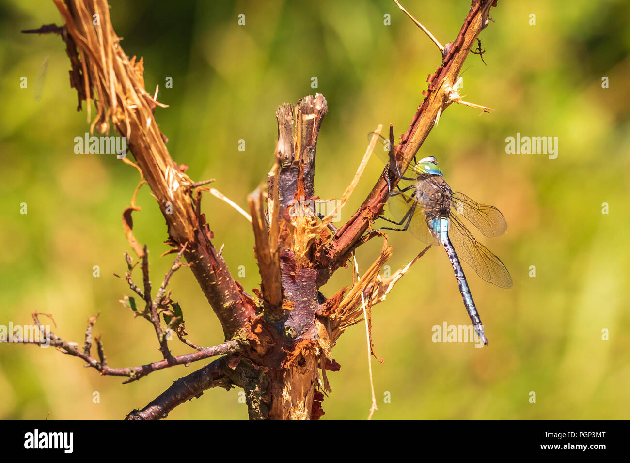 Nahaufnahme von einem geringeren Emperor dragonfly Anax parthenope, ruhend unter Blätter in einem Baum in einem Wald an einem sonnigen Tag. Stockfoto