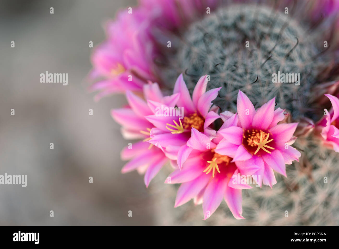 Angelhaken Nadelkissen (Mammillaria Hookerii), Arizona Stockfoto