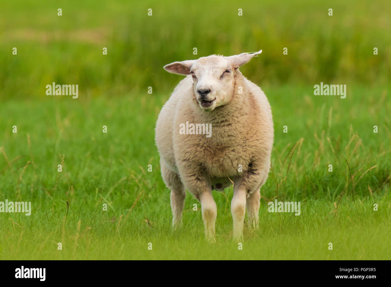 Schafe weiden und Aufruf in einer grünen Wiese. Stockfoto