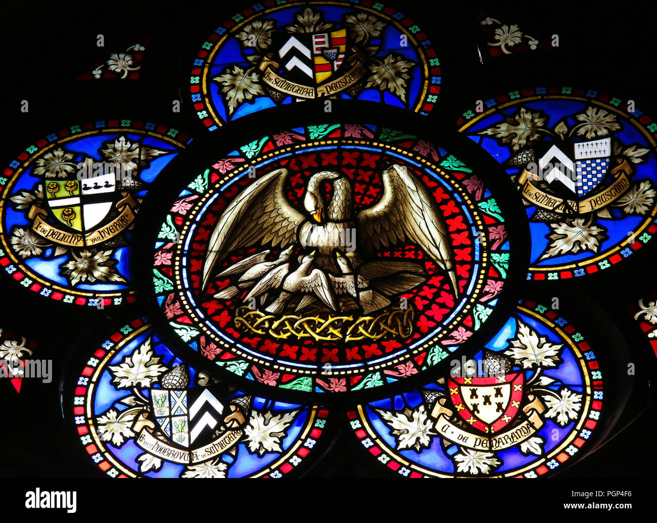 Glasmalereien in der Basilika des Heiligen Blutes in Brügge, Belgien, mit der Darstellung eines Pelican ihre Jungen füttern mit ihrem Blut, das Symbol der christlichen Sacrific Stockfoto