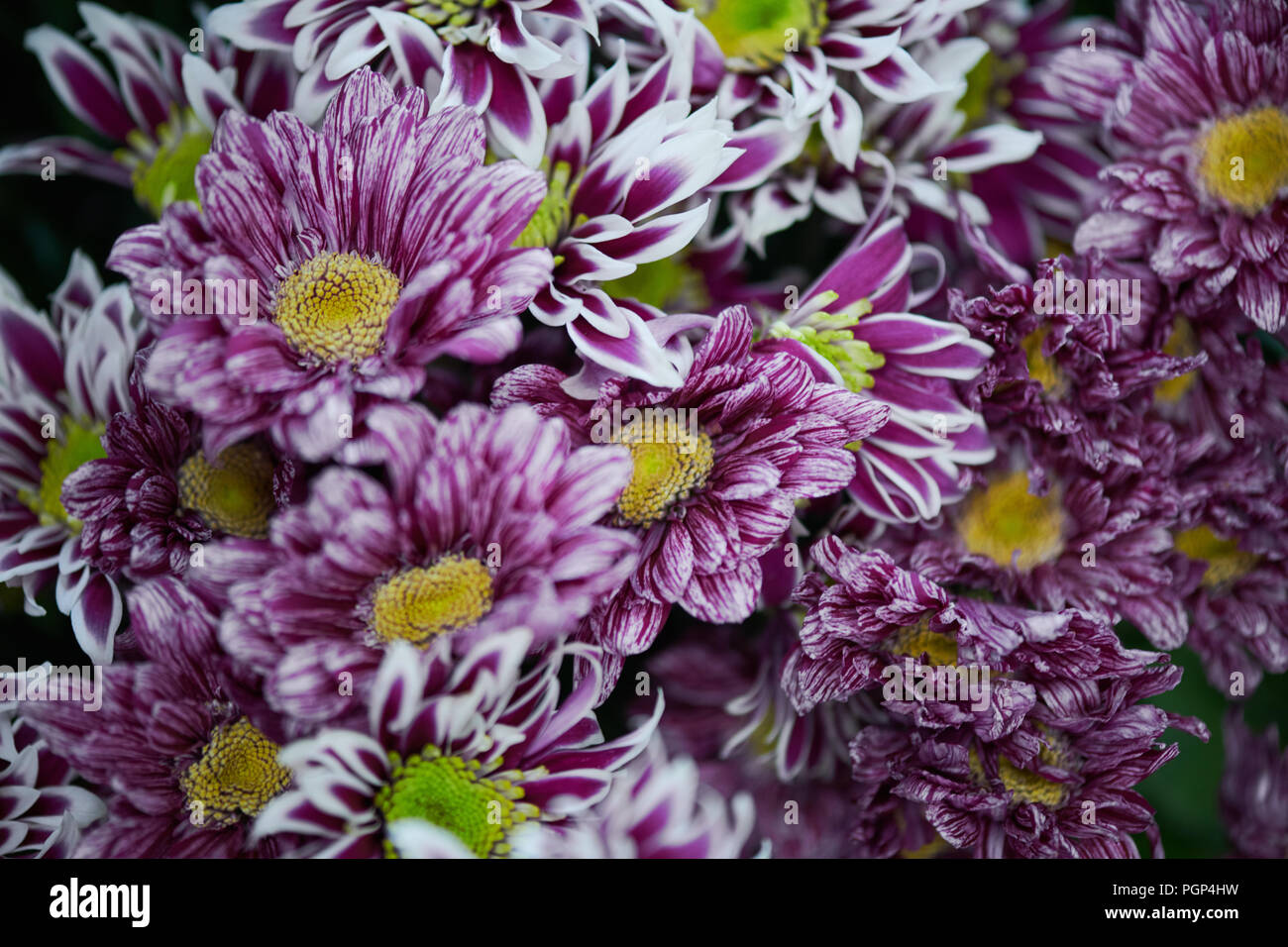 Hintergrund der Frische und schöne chrysanthemum Bouquet, Kopie Raum Stockfoto