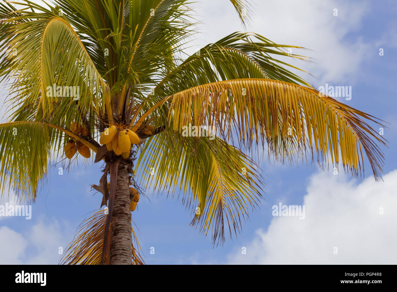 Reife orange Kokosnüsse wachsen auf einer Palme; Stockfoto