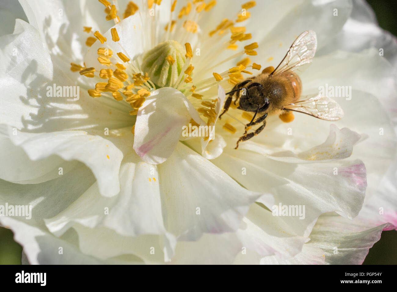 Bienen in poppy flower Stockfoto