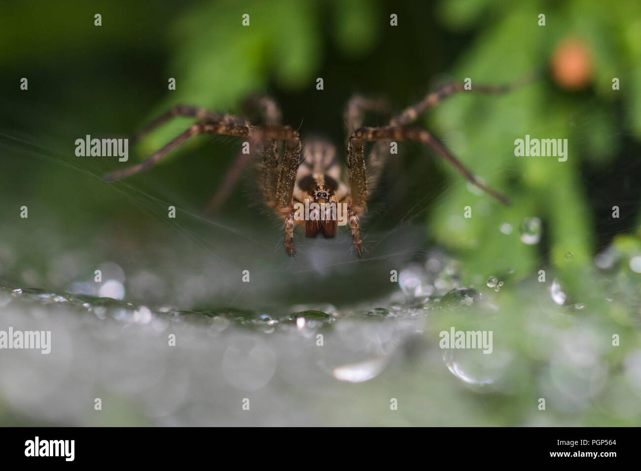 Trichter Weaver Spider Stockfoto