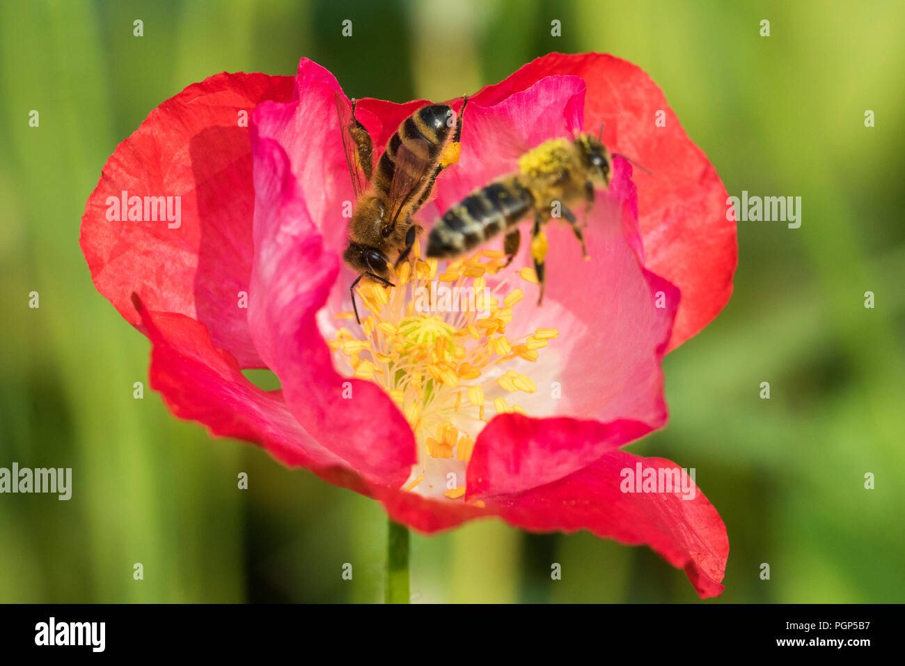 Bienen in poppy flower Stockfoto