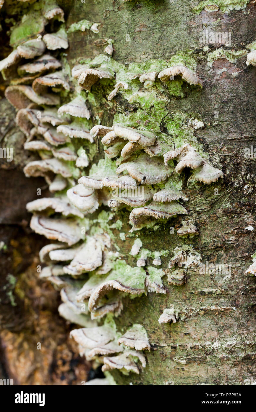 Baum Pilze Pilze Turkeytail (Trametes versicolor) wachsen auf faulenden Baumstamm - USA Stockfoto