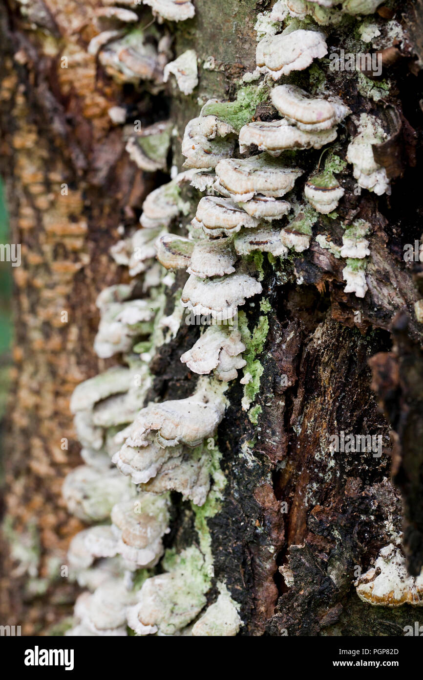 Baum Pilze Pilze Turkeytail (Trametes versicolor) wachsen auf faulenden Baumstamm - USA Stockfoto