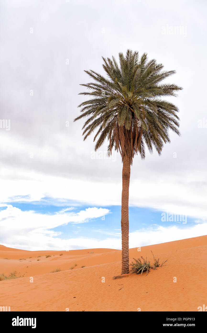 Riesige Palme allein in der Wüste Sahara. Single Tree in orangefarbenen Sanddünen. Marokko. Stockfoto