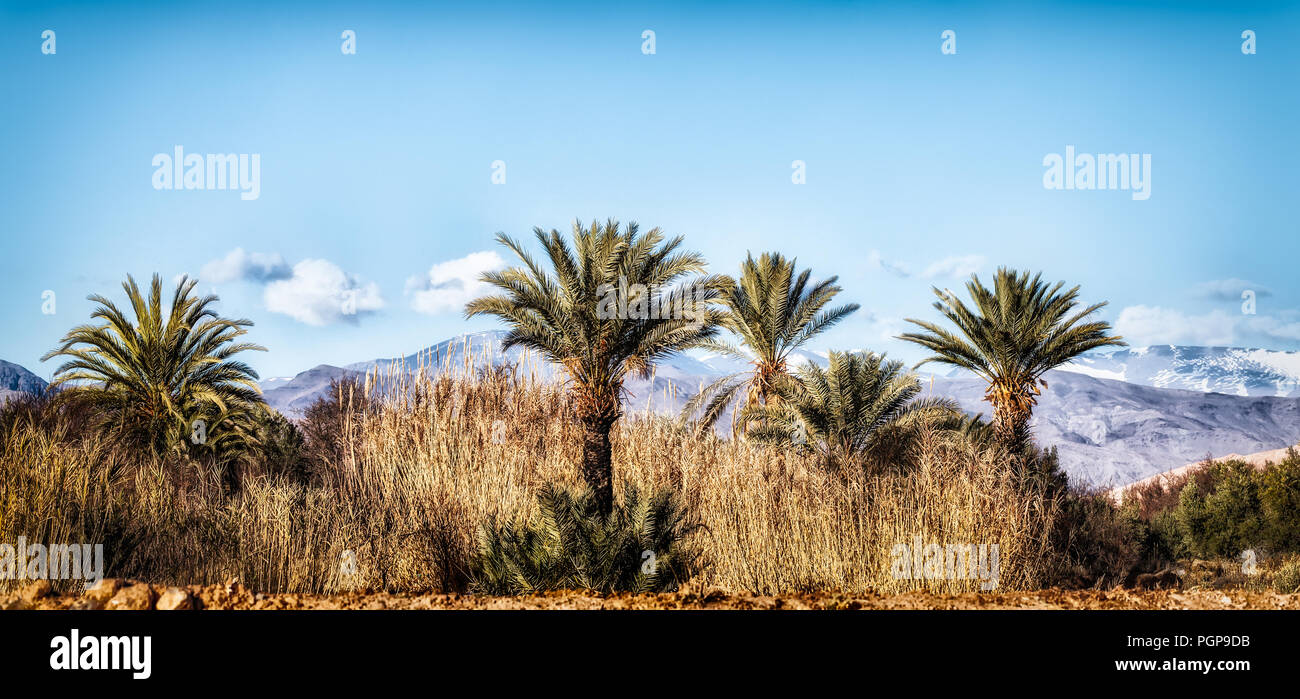 Marokko palm Wüstenlandschaft. Schneebedeckte Atlasgebirge sind im Hintergrund zu sehen. Banner Format. Bild wenig Getönt für Vintage Farbe Stimmung. Kopieren Sie Platz. Stockfoto